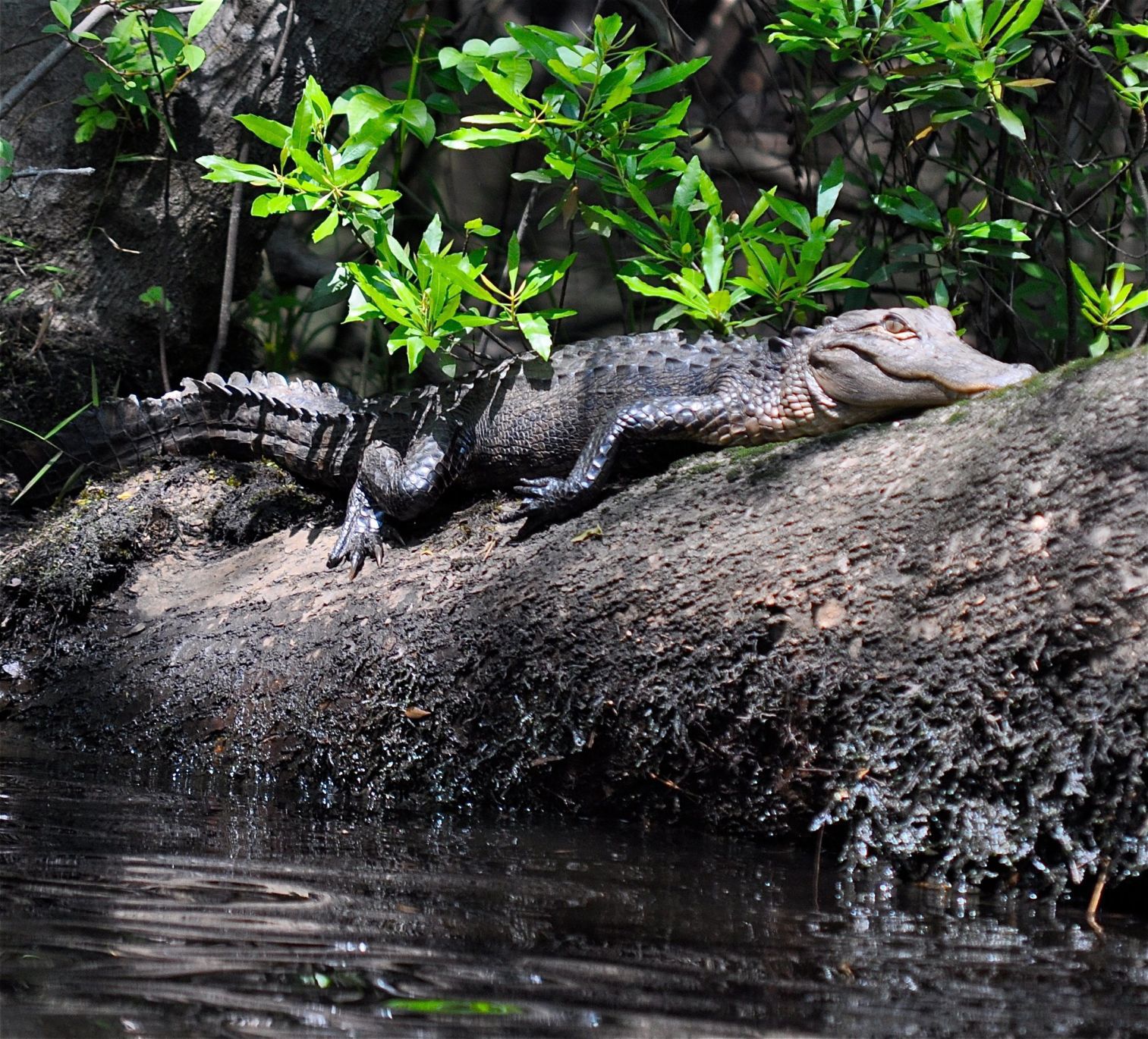 Gator Wambaw Creek